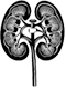 nephrology icon